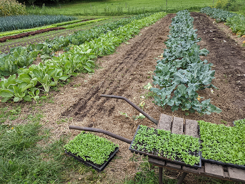 Small Scale Vegetable Garden Farm, Corn,Salad