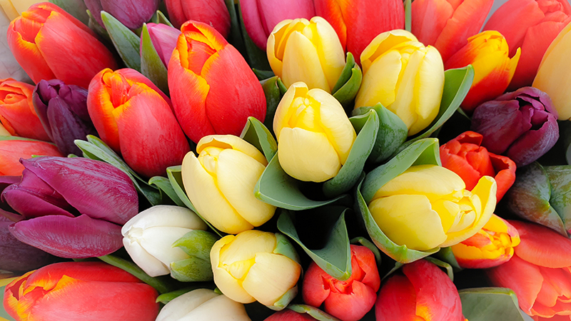Spring tulips floral tulip bunch