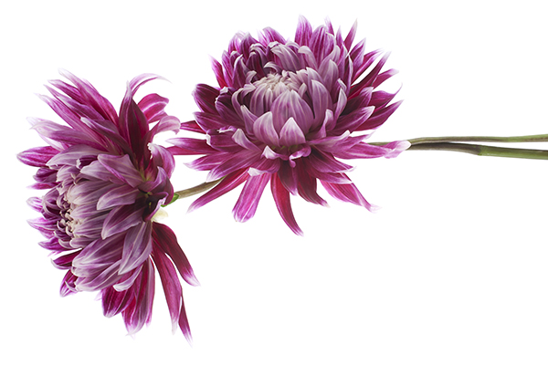 Magenta Colored Dahlia Flowers Isolated on White Background