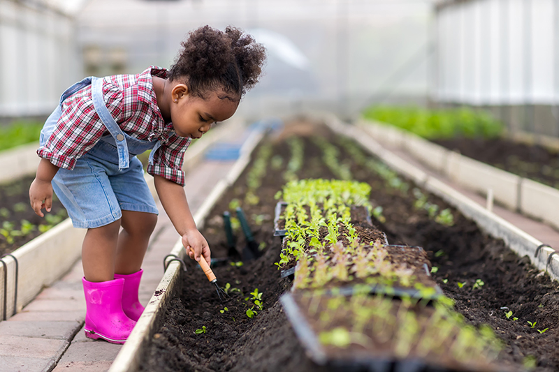 Cute girl planting seeds and seedlings  in vegetable garden.