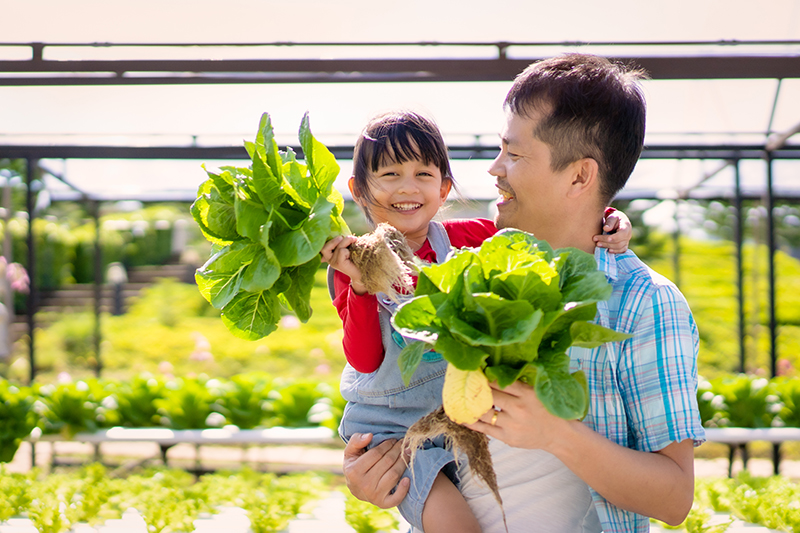 Young girl in father's arms, showing lettuce they both picked