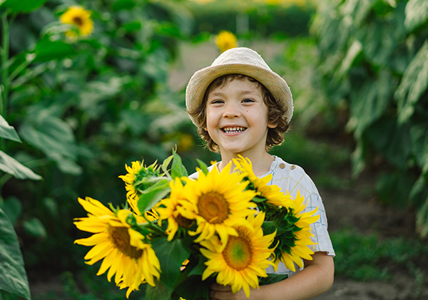 Happy little boy walking in field of sunflowers. 