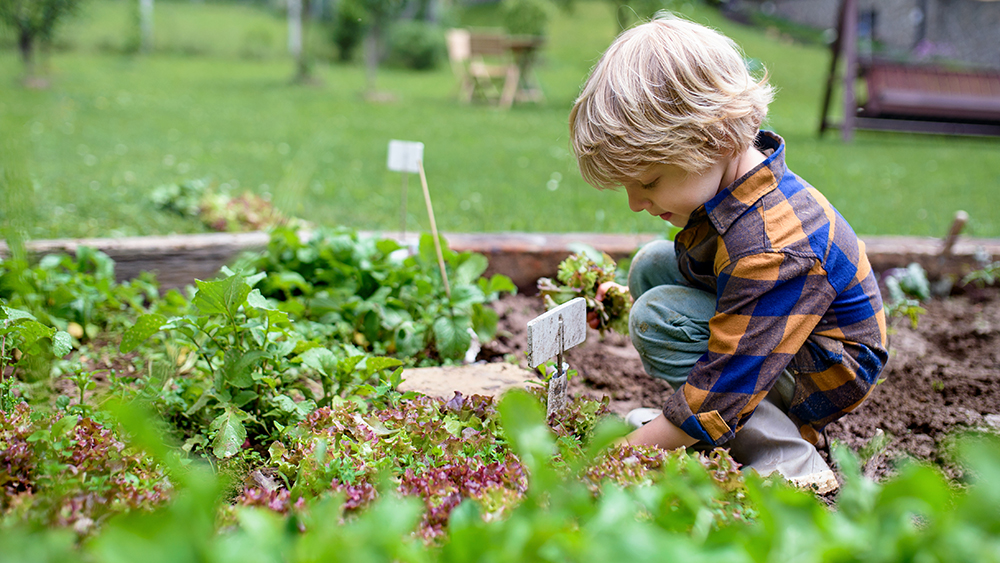 Happy small boy working in vegetable garden, sustainable lifestyle.